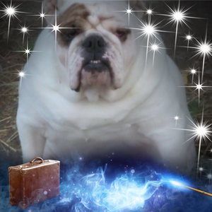 Meet your Posher, Paula